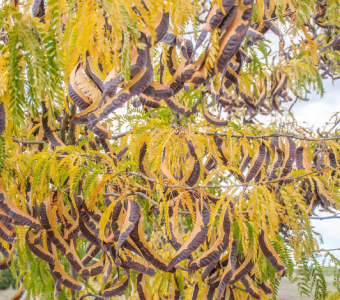 //www.courvillenursery.com/wp-content/uploads/Honey-Locust-1.webp