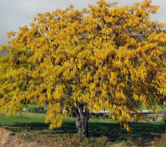 //www.courvillenursery.com/wp-content/uploads/Honey-Locust.webp