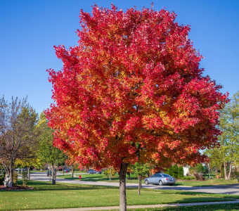 //www.courvillenursery.com/wp-content/uploads/Red-Maple.webp