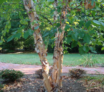 //www.courvillenursery.com/wp-content/uploads/River-Birch.webp