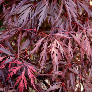 Crimson Queen Maple