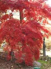 Red Dragon Japanese Maple