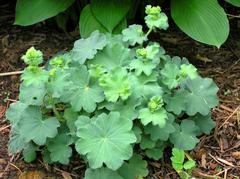Achemilla Lady's Mantle