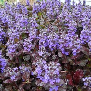 Ajuga Black Scallop