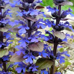 Ajuga Bronze Beauty