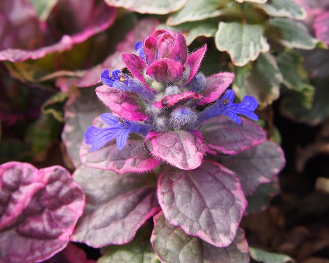 Ajuga Burgundy Glow - Image 2