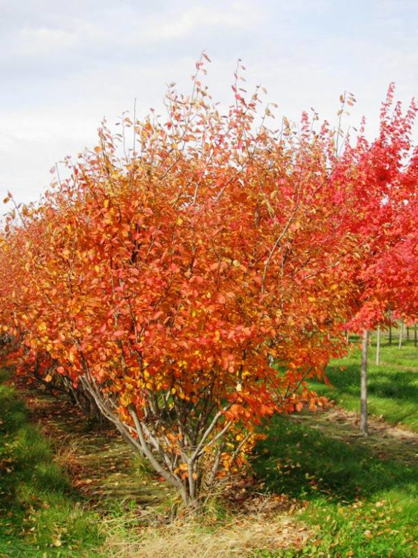 Multi Autumn Brilliance Serviceberry