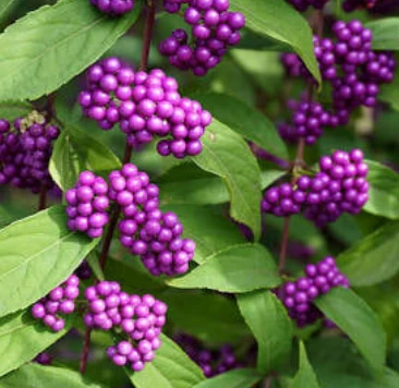 American Beautyberry