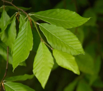 //www.courvillenursery.com/wp-content/uploads/American-Beech-1.webp