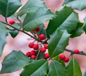 //www.courvillenursery.com/wp-content/uploads/American-Holly-1.webp