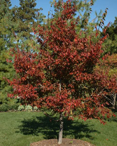 American Hornbeam