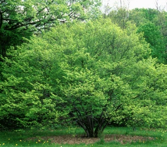 //www.courvillenursery.com/wp-content/uploads/American-Hornbeam.webp