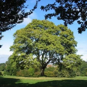 American Sycamore