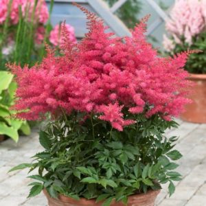False Spirea