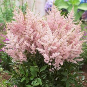 False Spirea