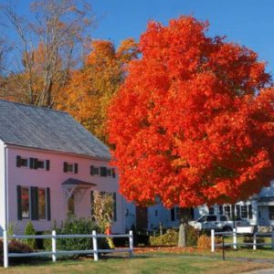 Autumn Blaze Red Maple