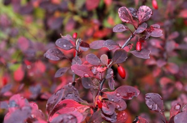 Barberry ‘Royal Burgudy’