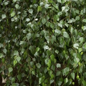 Youngii Weeping Birch