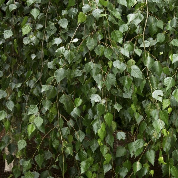 Yongii Serpentine River Birch Betula pendula Courville Nurseries