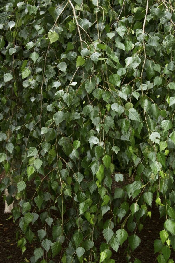 Youngii Weeping Birch