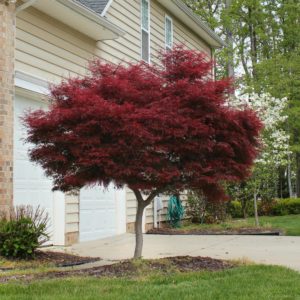 Bloodgood Japanese Maple