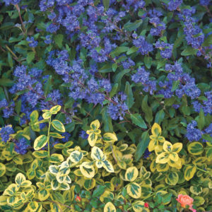 Bluebeard 'Dark Night '