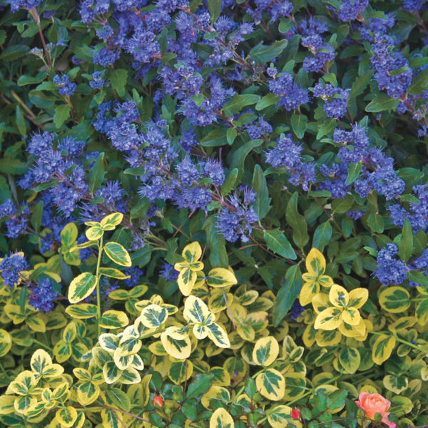 Bluebeard 'Dark Night '
