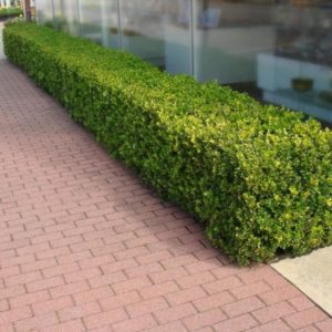 Boxwood ' Wintergreen '