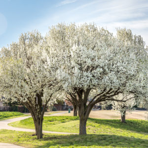 Bradford Pear