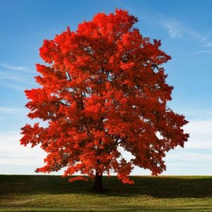 Brandywine Red Maple
