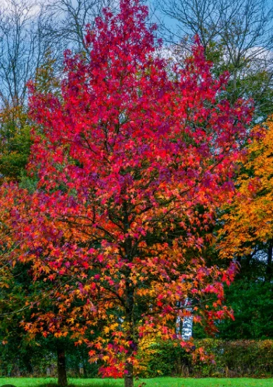 Brandywine-Red-Maple