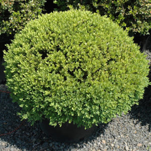 Korean Green Velvet