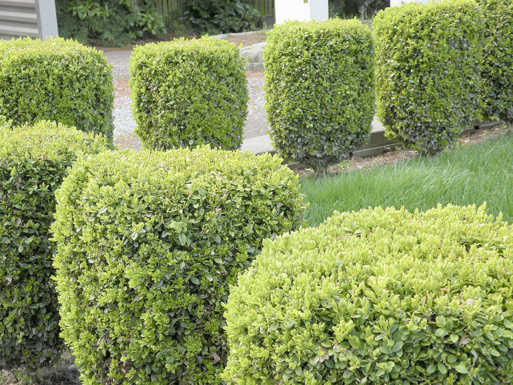 Common Boxwood Buxus Sempervirens Courville Nurseries