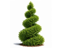 Buxus Sempervirens