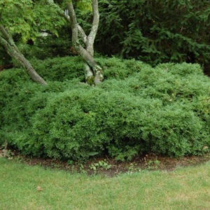 Tide Hill Boxwood