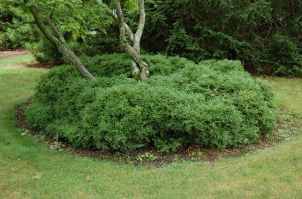 Tide Hill Boxwood