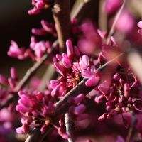 Weeping Redbud - Image 2