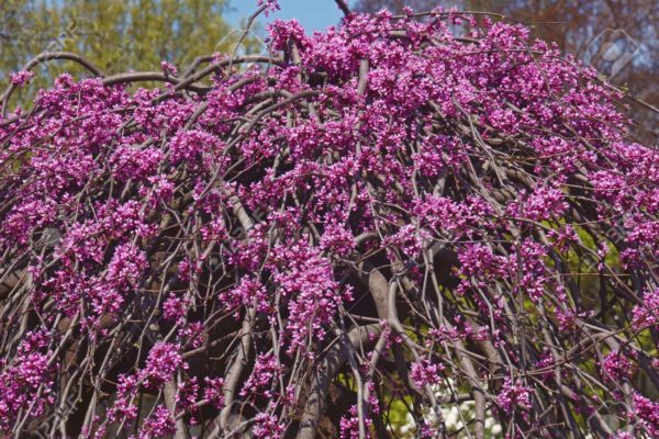 Ruby Falls Weeping Redbud