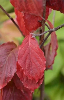 Cherokee Princess Dogwood