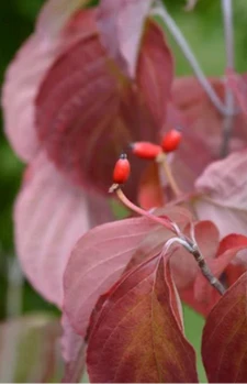 Cherokee Princess Dogwood