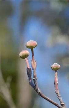 Cherokee Princess Dogwood