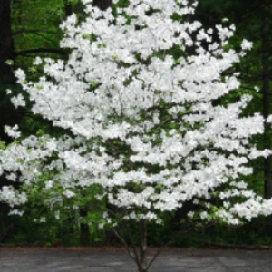 Cherokee Princess Dogwood