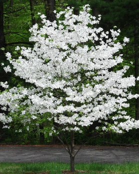 Cherokee Princess Dogwood