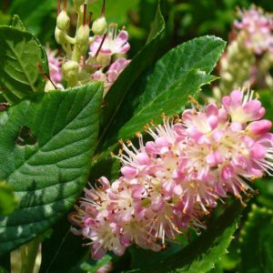 Sweet pepperbush