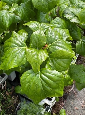 Climbing Hydrangea