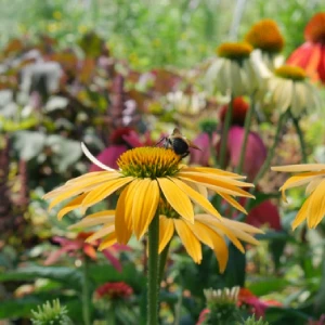 Coneflower