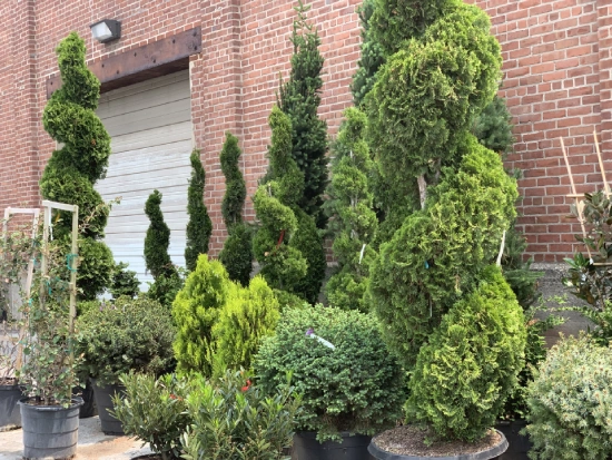 Connecticut tree nursery in norwalk