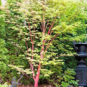 Coral Bark Maple