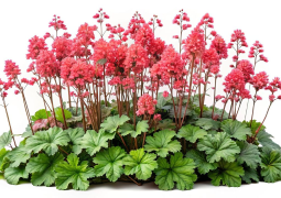 Coral Bells