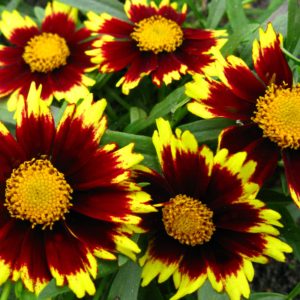 Tickseed